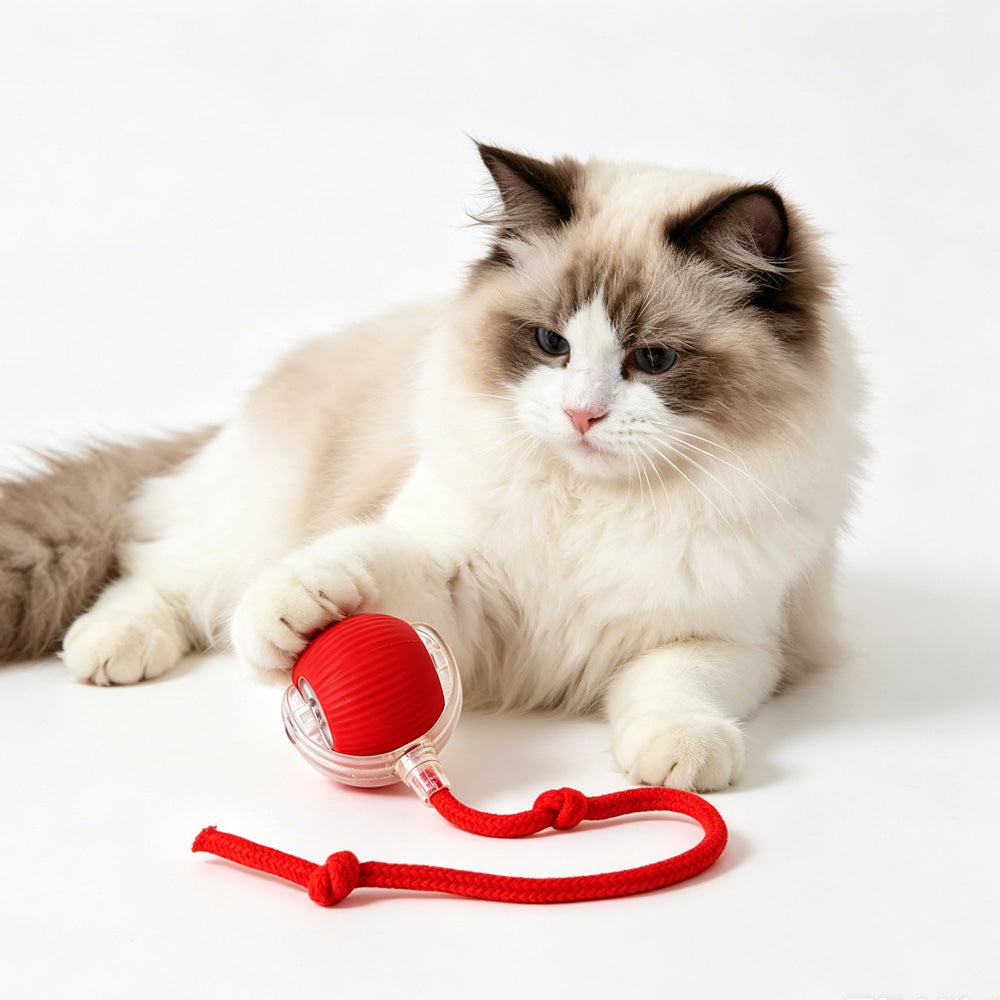 Fluffy cat batting at an intelligent automatic rolling red toy ball with interactive tail rope