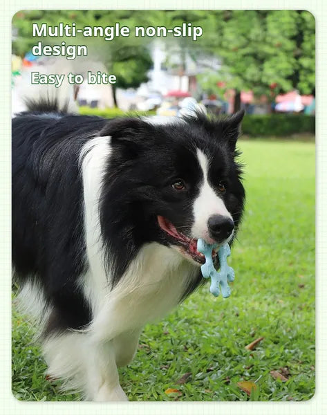 Border Collie catching a light blue soft silicone flying disc fetch toy on a sunny grass lawn
